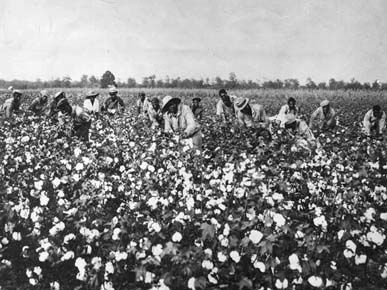 Cotton, the Engine of the Southern Economy